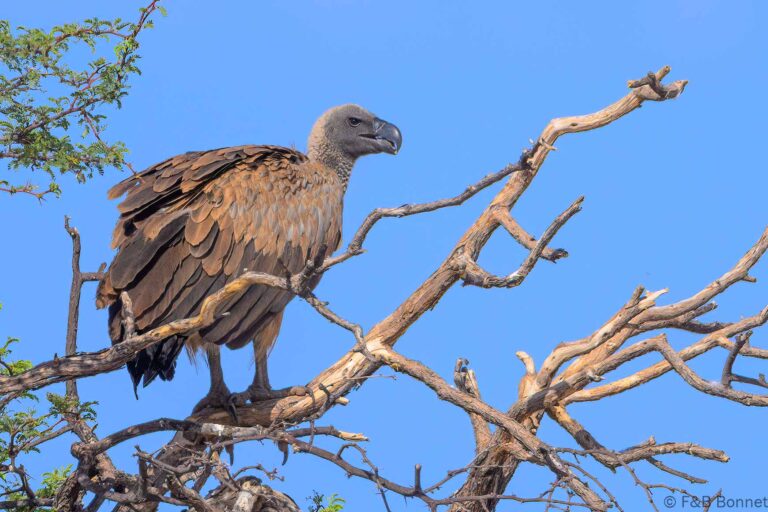 White backed vulture south africa 3