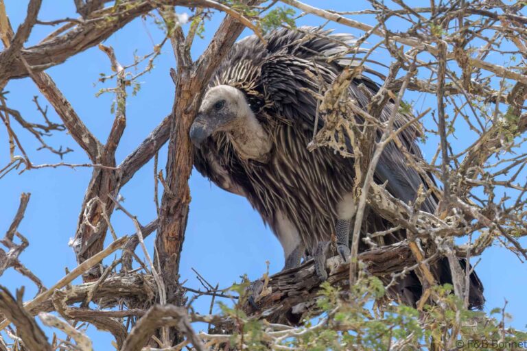 White backed vulture south africa 4