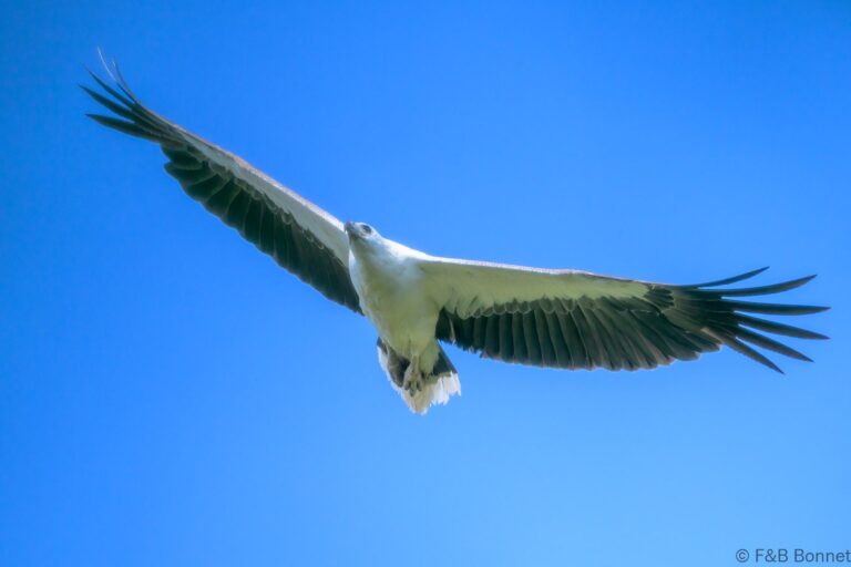 White bellied sea eagle indonesia 1