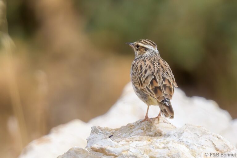 Woodlark spain 1