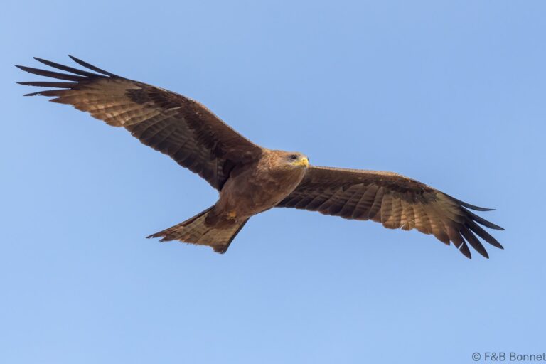 Yellow billed kite senegal 1