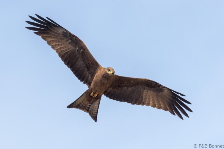 Yellow billed kite senegal 2