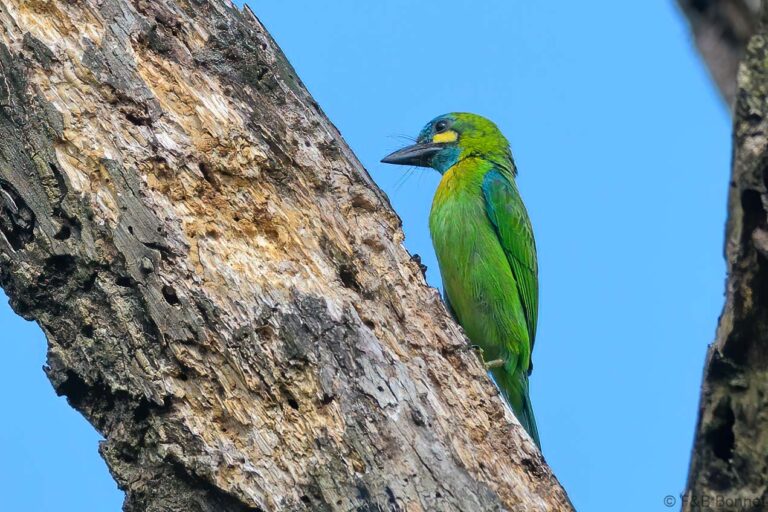 Yellow eared barbet indonesia 1