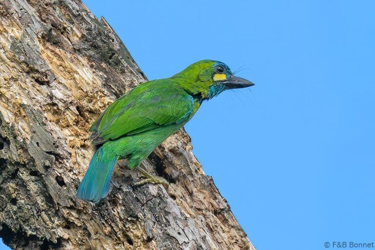 Yellow eared barbet indonesia 2