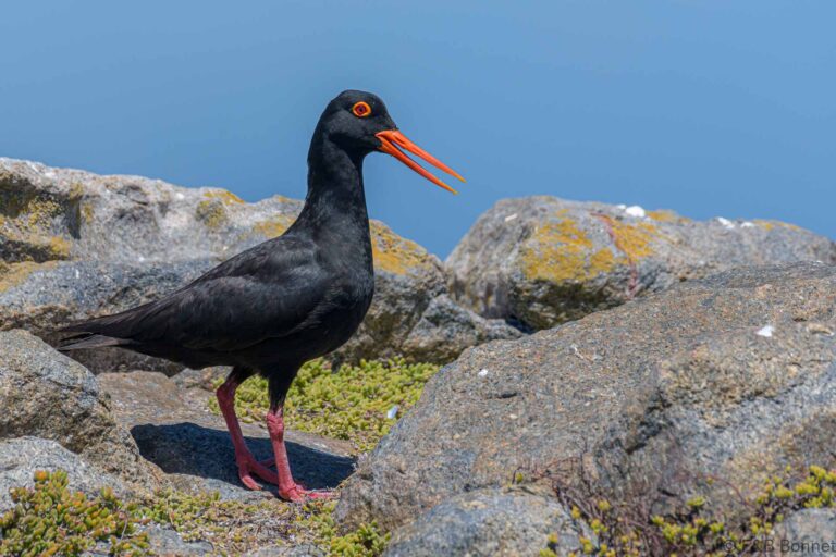 African oystercatcher south africa 1