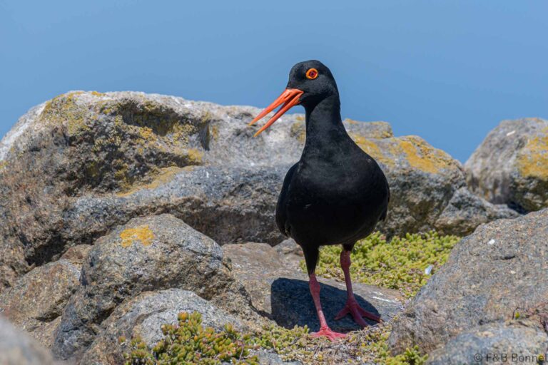 African oystercatcher south africa 2