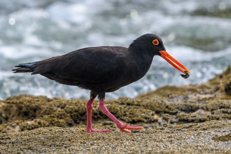 African oystercatcher south africa 3