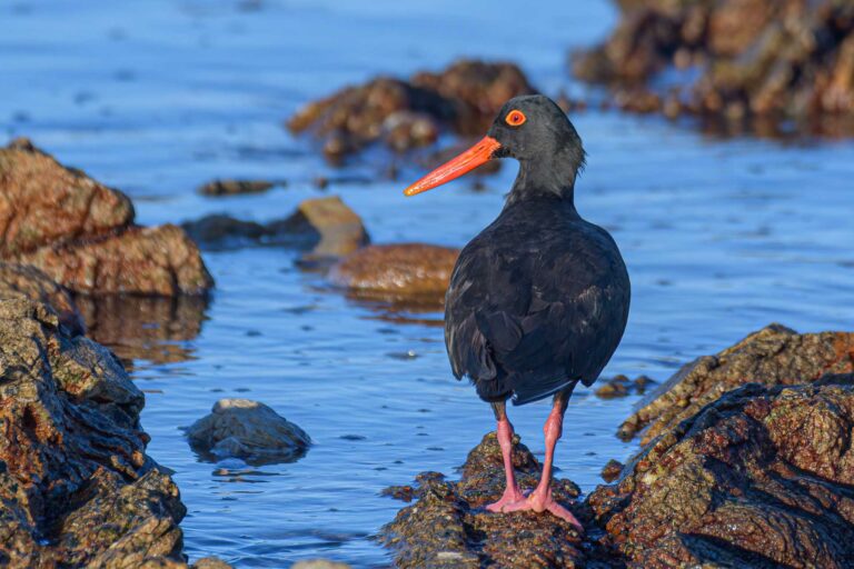 African oystercatcher south africa 5