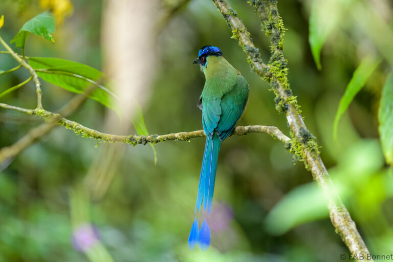 Andean motmot ecuador 1