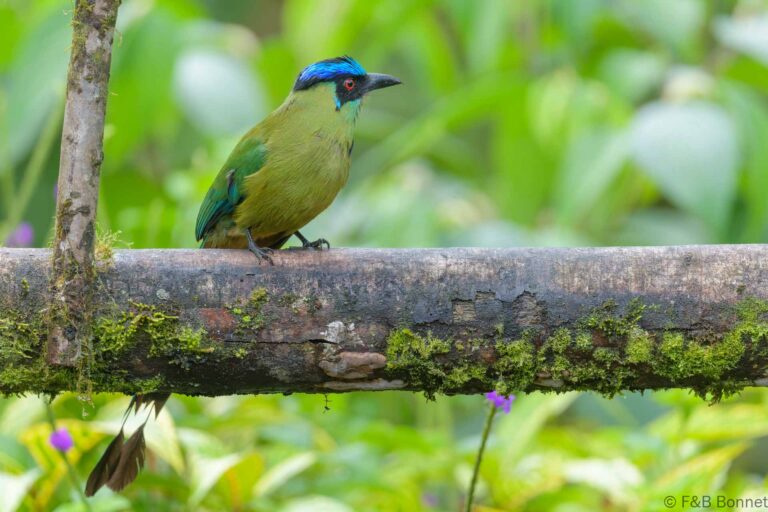 Andean motmot ecuador 3