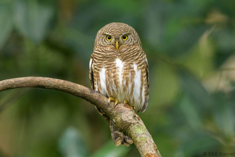 Asian barred owlet thailand 1