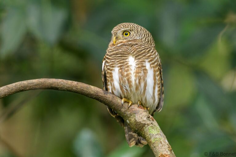 Asian barred owlet thailand 2