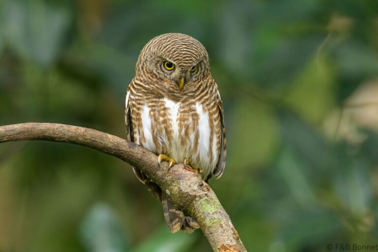 Asian barred owlet thailand 3