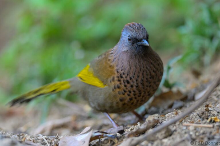 Assam laughingthrush china 1