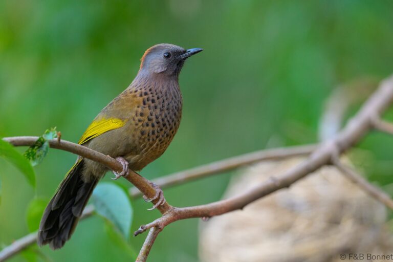 Assam laughingthrush china 2