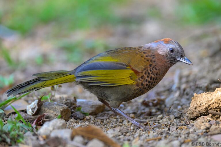 Assam laughingthrush china 3