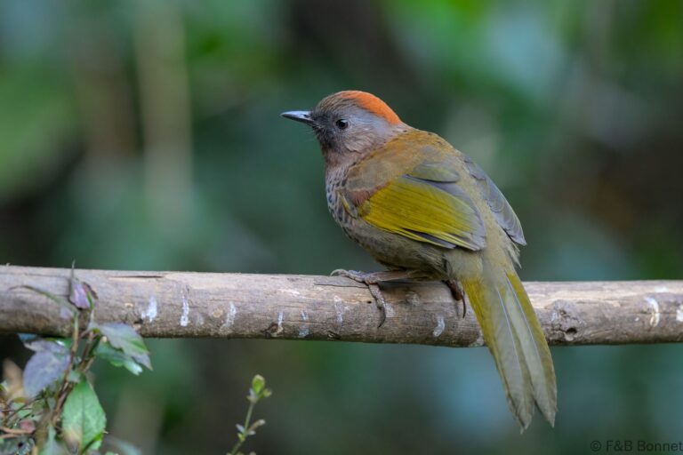 Assam laughingthrush china 4
