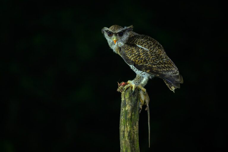 Barred eagle owl indonesia 2