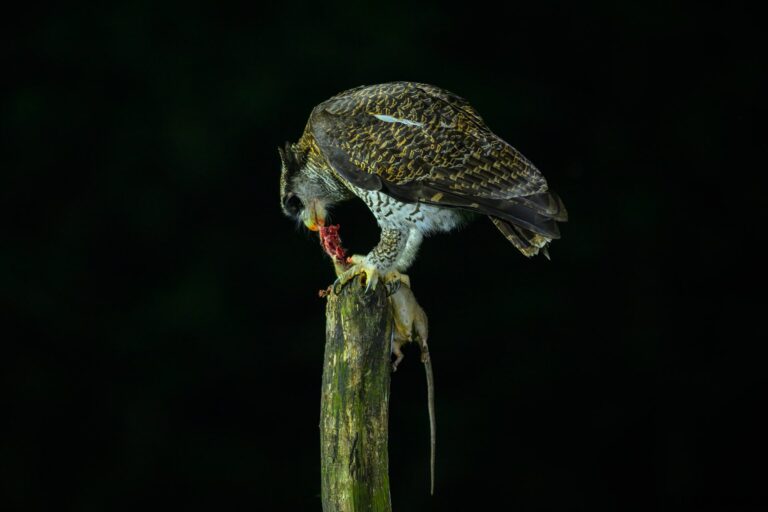 Barred eagle owl indonesia 3