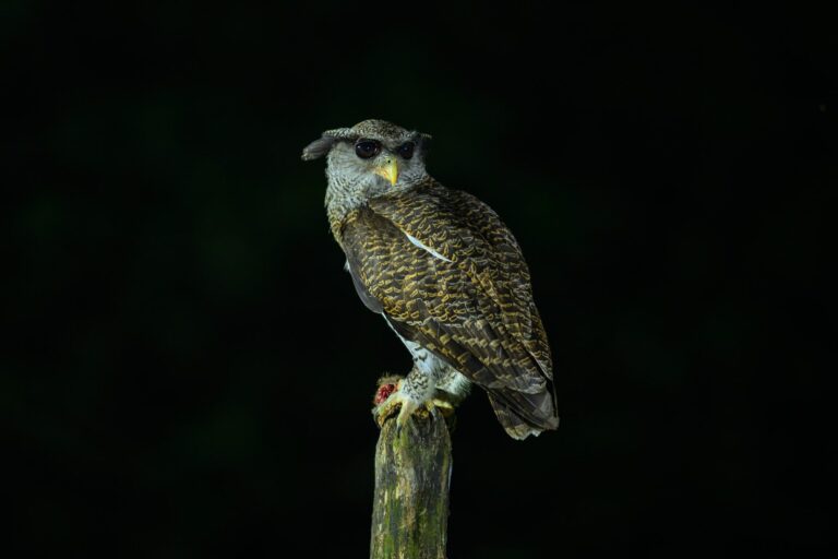 Barred eagle owl indonesia 4