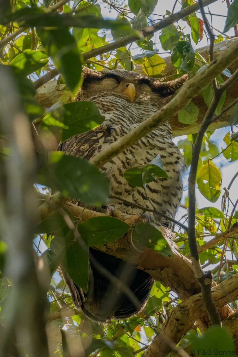Barred eagle owl thailand 1