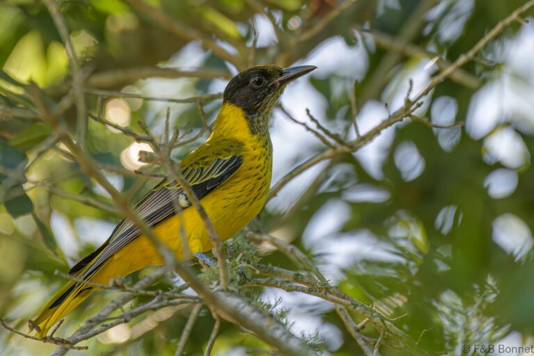 Black headed oriole south africa 2
