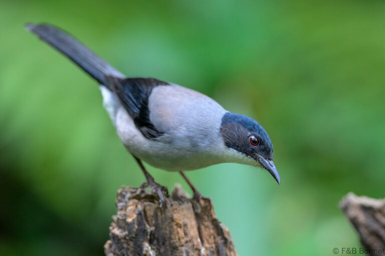 Black headed sibia china 1