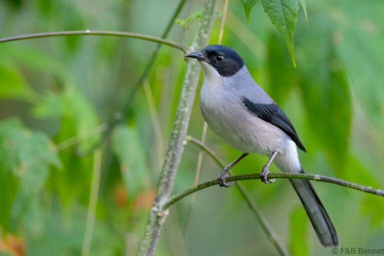 Black headed sibia china 2