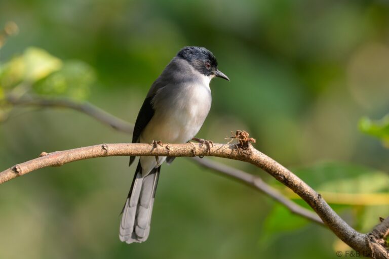 Black headed sibia china 3