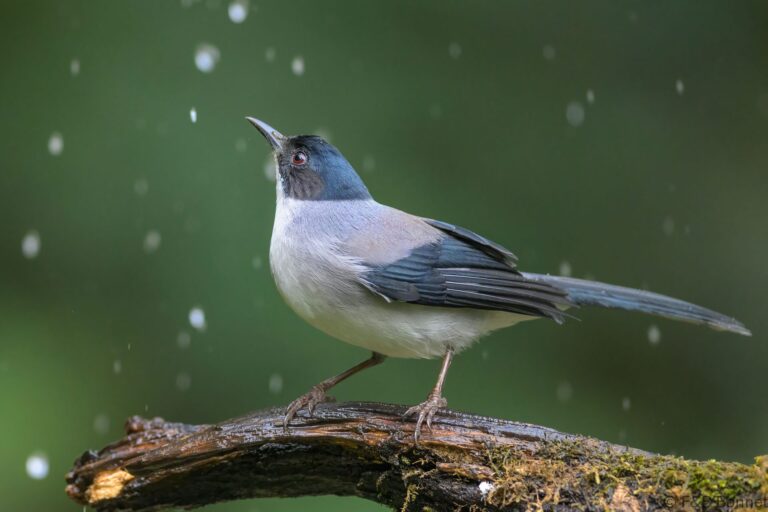 Black headed sibia china 4