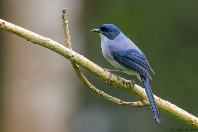 Black headed sibia china 5