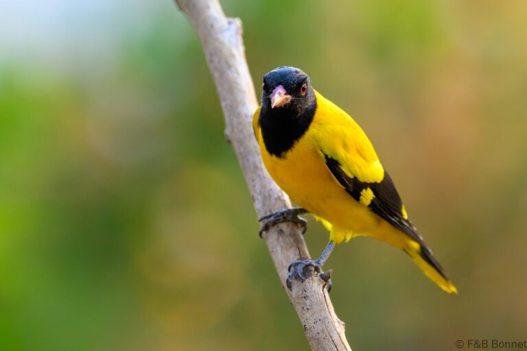 Black hooded oriole thailand 1
