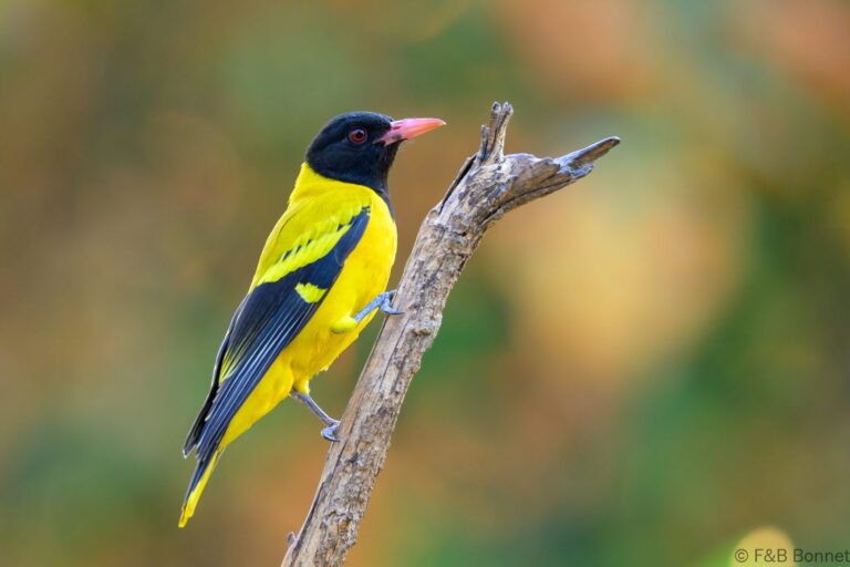 Black hooded oriole thailand 2