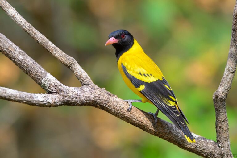 Black hooded oriole thailand 3