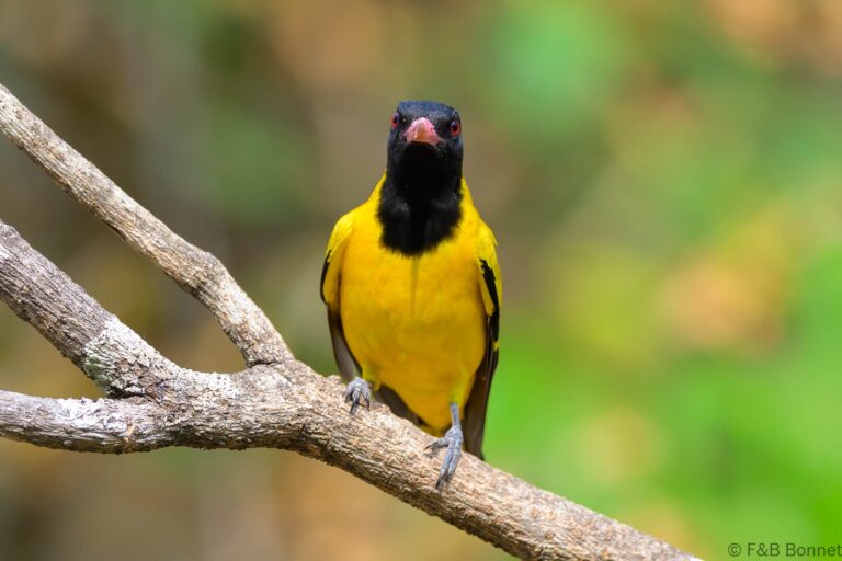 Black hooded oriole thailand 4