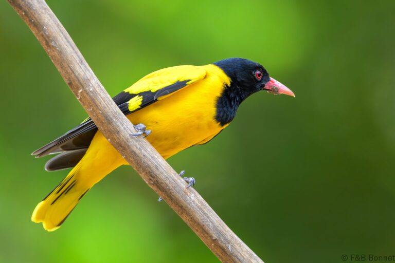 Black hooded oriole thailand 5