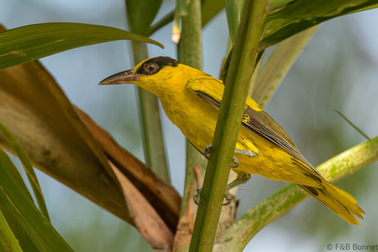 Black naped oriole thailand 1