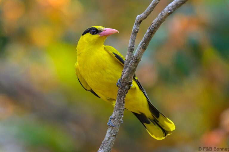 Black naped oriole thailand 2