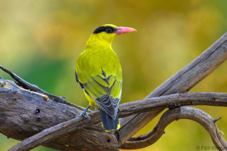 Black naped oriole thailand 4