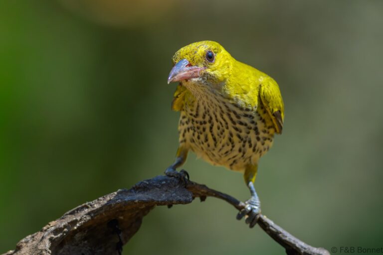 Black naped oriole thailand 5