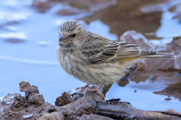 Black throated canary south africa 1