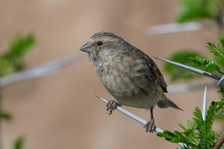 Black throated canary south africa 2