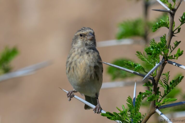 Black throated canary south africa 3
