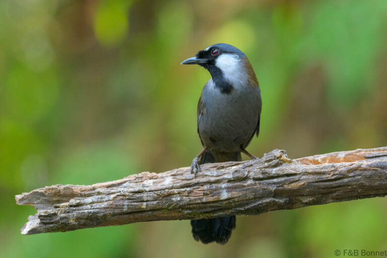 Black throated laughingthrush china 1