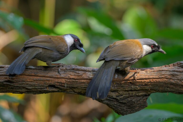Black throated laughingthrush china 3