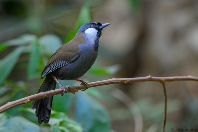 Black throated laughingthrush china 4
