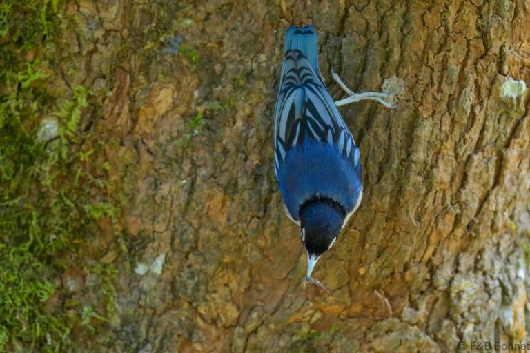Blue nuthatch indonesia 1