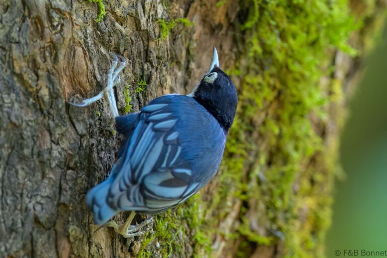 Blue nuthatch indonesia 2