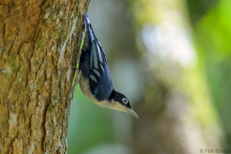 Blue nuthatch indonesia 4