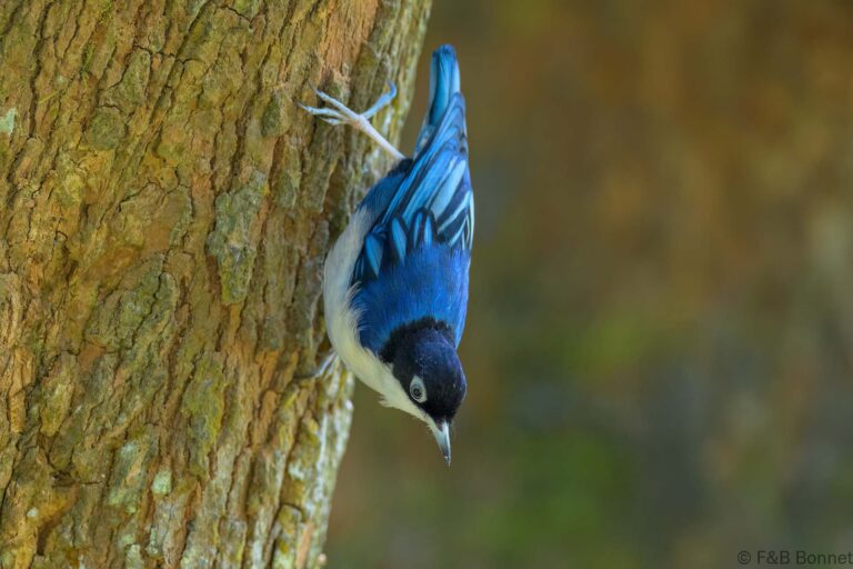 Blue nuthatch indonesia 5